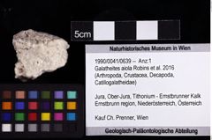 Foto (Objket + Etiketten) von Galatheites sp. 